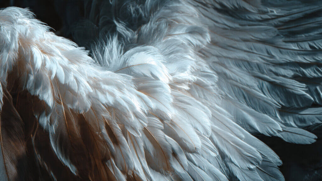 Finding a White Feather in Different Situations