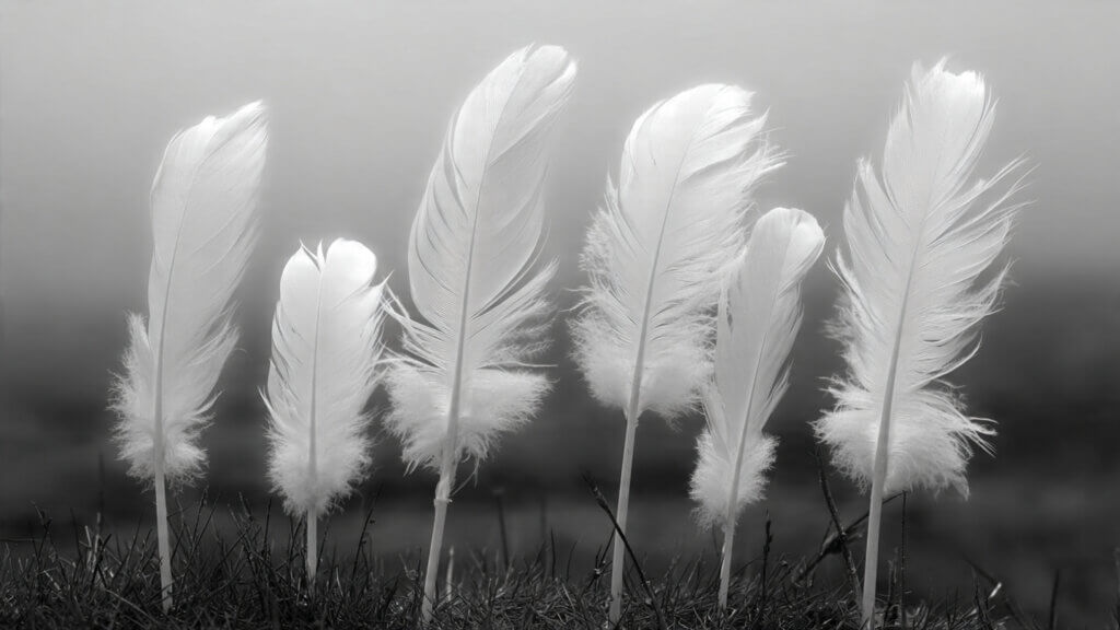 Are white feathers signs from angels?