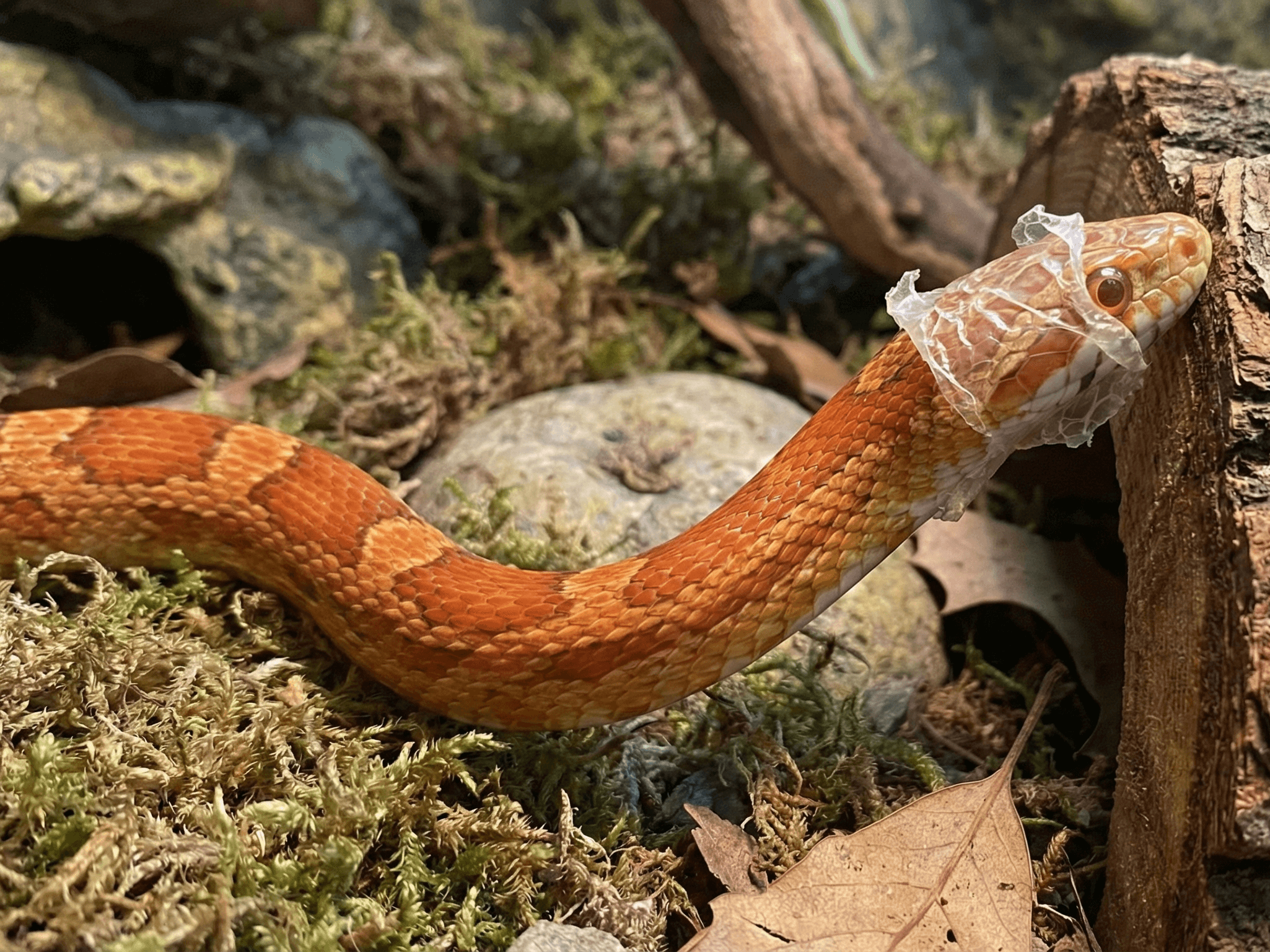  snake skin spiritual meaning