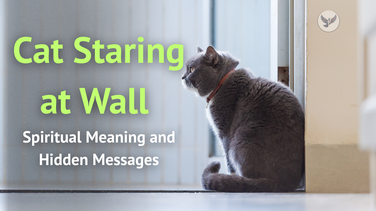 Cat Staring at Wall Spiritual Meaning
