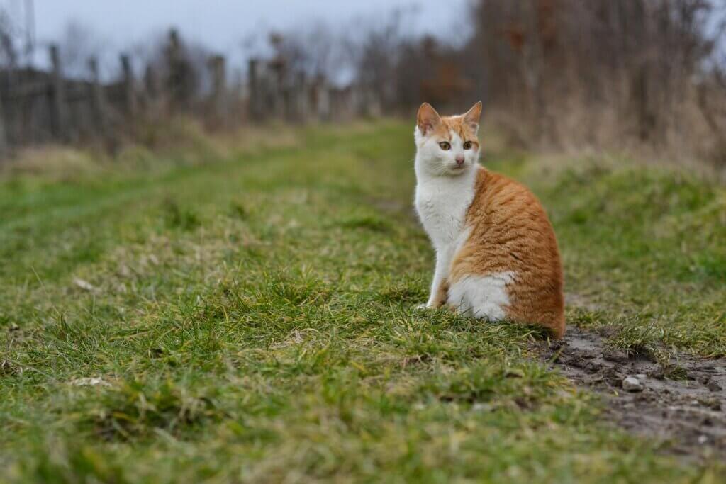 Cat Crossing Your Path