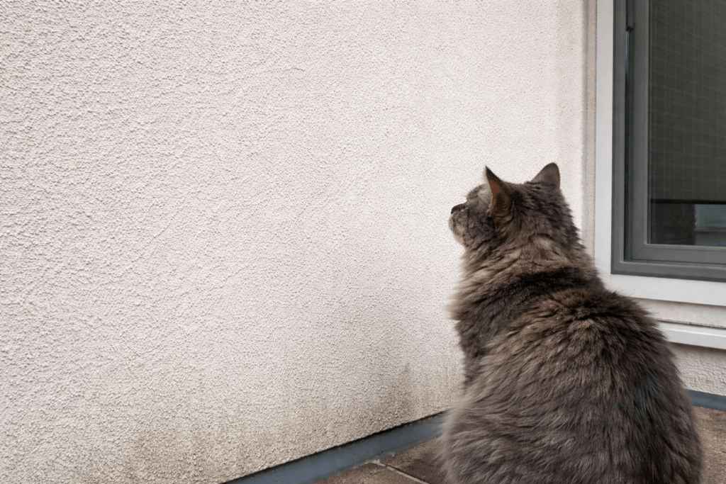 Cat Staring at Wall Spiritual Meaning