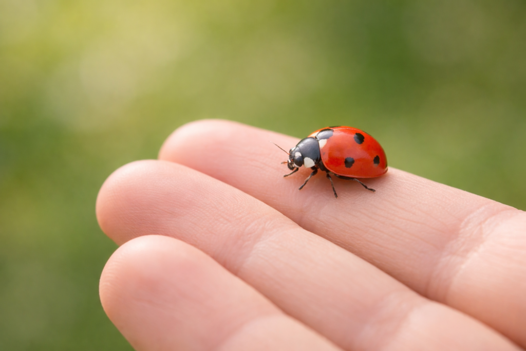 what does it mean when a ladybug lands on you spiritually