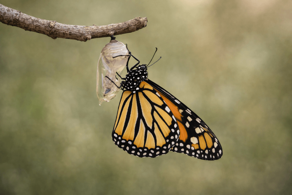 dead monarch butterfly symbolism
