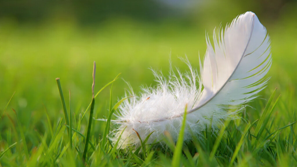 White Feather Spiritual Meaning